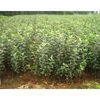 供應0.8以上蘋果苗