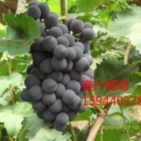 蜜汁葡萄苗種植、茉莉香大棚葡萄苗價格