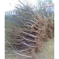 優質桃苗，桃樹苗，桃樹苗價格