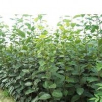 梨樹苗品種齊全質優價廉