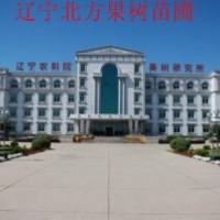 內蒙古呼和浩特優質油桃苗