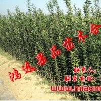 大量供應蘋果苗 蘋果樹 紅色之愛蘋果苗