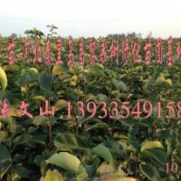 河北梨樹苗，梨樹苗哪里的好，皇冠梨樹苗