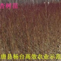 山杏苗杏樹苗杏樹苗價格仁用杏苗河北杏樹苗