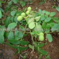 核桃苗，香玲核桃苗，遼河核桃苗，嫁接核桃苗