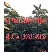 梨樹苗哪里最便宜，梨樹苗哪里的