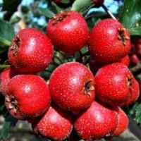 山楂苗供應(yīng)，超金星山楂苗，甜山楂苗，山里紅山楂苗，大五楞