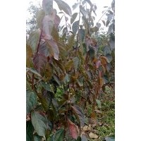 柿子樹(shù)