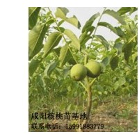 出售優良矮化核桃苗