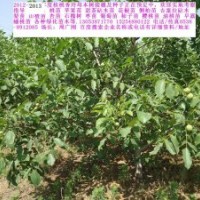 櫻桃苗 桃苗 桃樹苗 核桃苗 側柏苗 蘋果苗 花椒苗 香椿苗 最新價