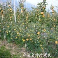 矮化蘋果苗，花椒苗，桃樹苗，蘋果苗，梨樹苗，梨苗