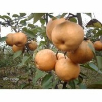 晚秋黃梨，圓黃梨，豐水梨苗，愛宕梨苗，圓黃梨