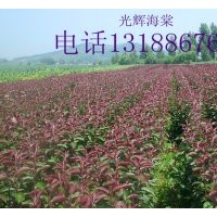 光輝海棠苗，光輝海棠苗價格