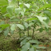 供應(yīng)：核桃苗、棗苗、櫻桃苗