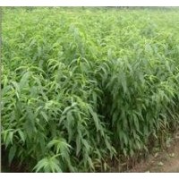桃樹苗桃樹苗價格山東桃樹苗