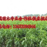 供應占地山桃苗，山西占地山桃苗，占地山桃苗價格