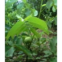 果樹苗，核桃苗，蘋果苗，桃樹苗，杏樹，梨樹