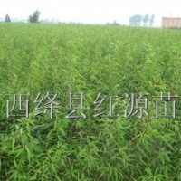 供應毛桃苗 山桃苗 杏樹苗 海棠苗 軟棗苗