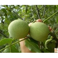 供應(yīng)山西香玲核桃苗 清香核桃苗 山西香玲核桃苗多少錢一株？