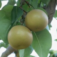 優質梨樹苗