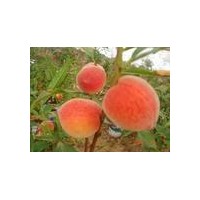 供應占地桃樹3-5公分桃樹6-8公分桃樹10公分桃樹大規格桃樹