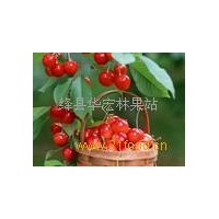 供應(yīng)5-6公分的櫻桃樹，7-8公分的櫻桃樹