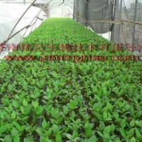 櫻桃苗-吉塞拉5號(hào)、6號(hào)櫻桃組培苗
