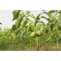 批發(fā)正品核桃苗，山西嫁接成品核桃苗