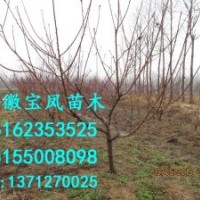 供應(yīng)3公分桃樹苗價格|3厘米桃樹苗多少錢|3cm桃樹苗