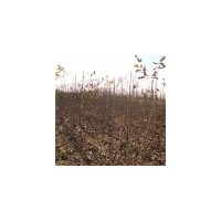 供應核桃苗、核桃苗