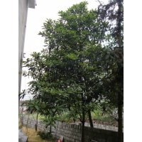 枇杷樹|湖南枇杷樹|枇杷樹價格