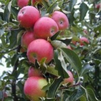 煙臺大蘋果，紅富士蘋果樹苗，蘋果樹下
