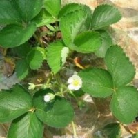 草莓苗價格，山東草莓苗，品種草莓種苗