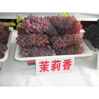 出售茉莉香葡萄苗，哪有賣著色香葡萄苗
