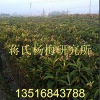 枇杷苗供應基地 白枇杷苗基地