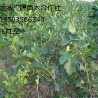 大金星山楂苗出售、山楂苗價格、山楂苗