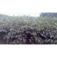 供蘋果樹，柿子樹，棗樹，杏樹，桃樹，山楂樹，櫻桃樹