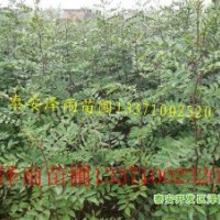 花椒苗，泰安花椒苗，山東花椒苗多少錢一棵