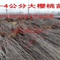 矮化櫻桃苗，山東矮化櫻桃苗多少錢一棵，櫻桃苗基地