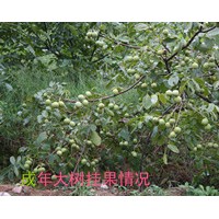 綿陽核桃苗，綿陽薄殼核桃苗