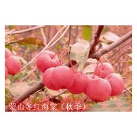 供應冬紅海棠成品苗，半成品苗，根接苗