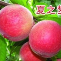 供應夏之夢桃苗|突圍桃苗|126油桃|春雪桃苗|鉆石金蜜桃|桃苗價