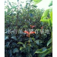 山東熱銷梨樹苗山楂樹苗，板栗樹苗，桃樹苗