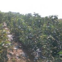 供應櫻桃苗木