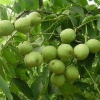 核桃苗：遼核、晉龍、清香、元豐、香玲、魯光