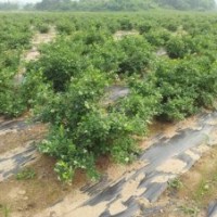 藍莓苗、藍莓大樹出售