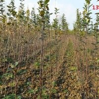供應蘋果苗-品種蘋果苗價格-嫁接蘋果苗-山西蘋果苗基地 價格 廠
