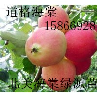 道格海棠，鉆石海棠，紅瑪瑙海棠，俏佳人海棠