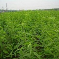 桃樹(shù)苗