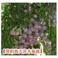 脆紅李子苗批發，嫁接脆紅李子苗